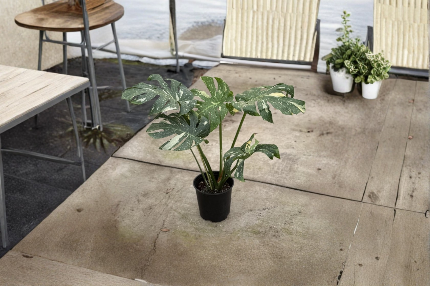 Monstera Thai Constellation XL Live Plant, Variegated Monstera, Fully Rooted Tropical Houseplant, Indoor Decor, Rare Gift