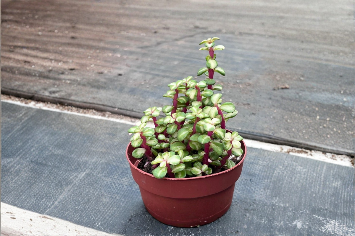 Variegated Elephant Bush Plant – Pet Safe Succulent, Indoor & Outdoor, Portulacaria afra, Green & Cream Foliage
