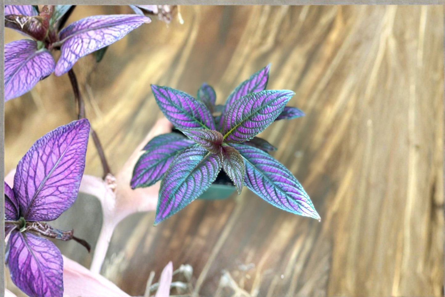 Purple Persian Shield Live Plant, 4.5-Inch Pot, Strobilanthes dyerianus, Tropical Foliage Indoor Houseplant