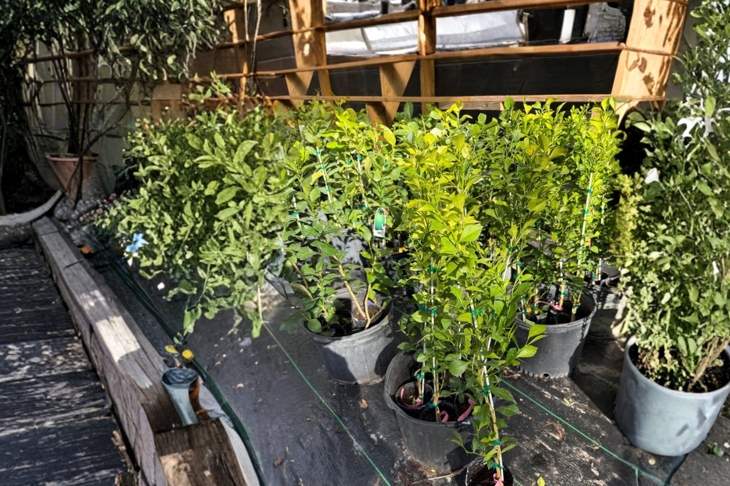Red Finger Lime Tree Grafted 2 ft Tall Citrus australasica KB-8 Live Plant for Patio Garden