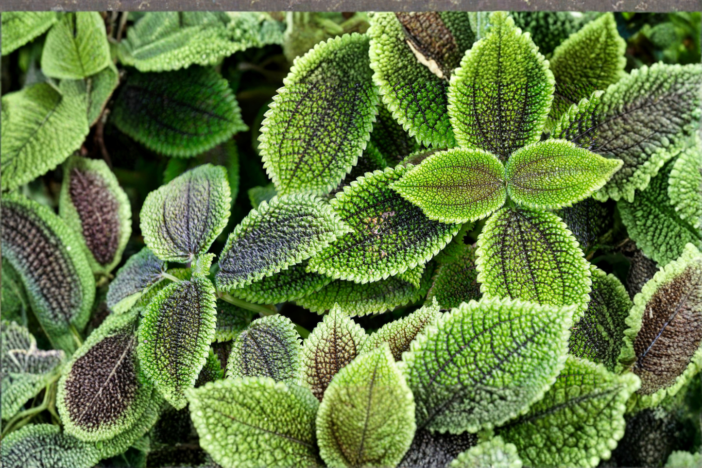 Moon Valley Friendship Plant Live Pilea mollis Indoor Houseplant in 2.5 Inch Pot with Textured Green Foliage