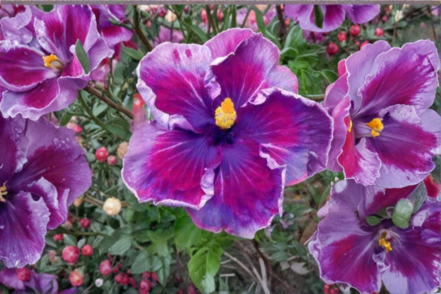 Dark Purple Giant Hibiscus Seeds – Exotic Tropical Flower Seeds for Planting, Hibiscus rosa-sinensis Hybrid, Pack of 6