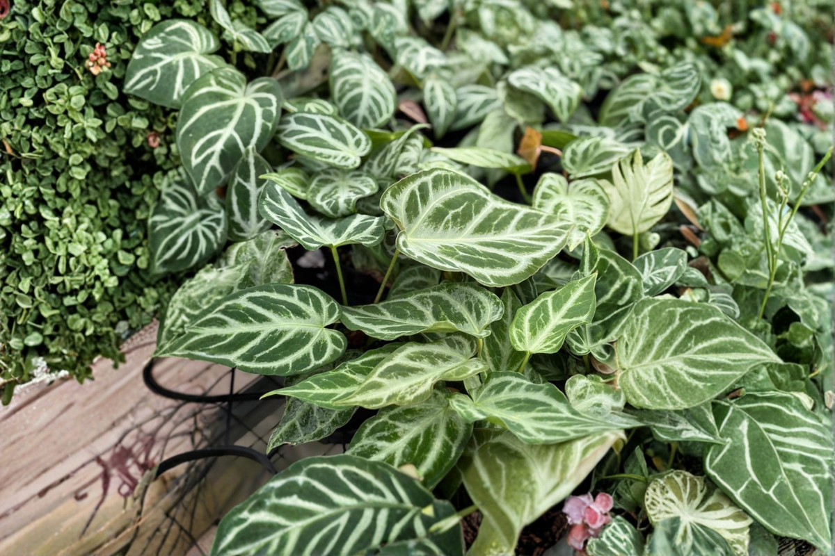 Anthurium Silver Blush Mint Live Plant – Rare Green Tropical Houseplant in 4-Inch Pot, Indoor Foliage, Collector Plant
