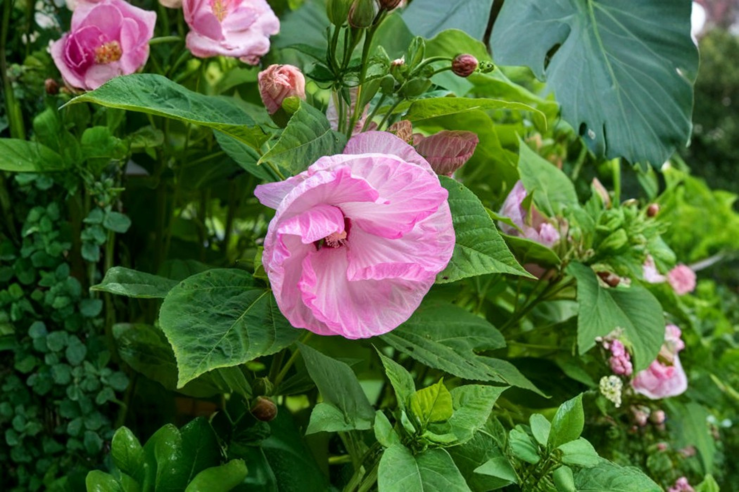 Ballet Slippers Rose Mallow Live Plants – 3 Rooted Pink Hibiscus Perennial Starters in 1 Qt Pots