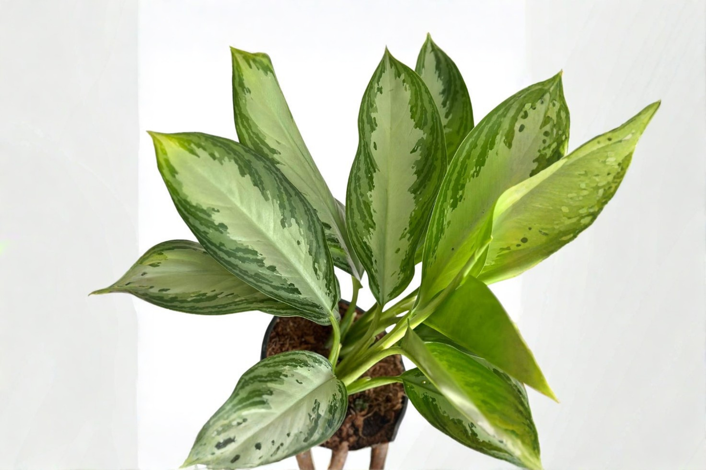 Aglaonema Silver Bay Live Plant, Indoor Houseplant, Tropical Chinese Evergreen, Decorative Foliage, Starter Plant, Easy Care
