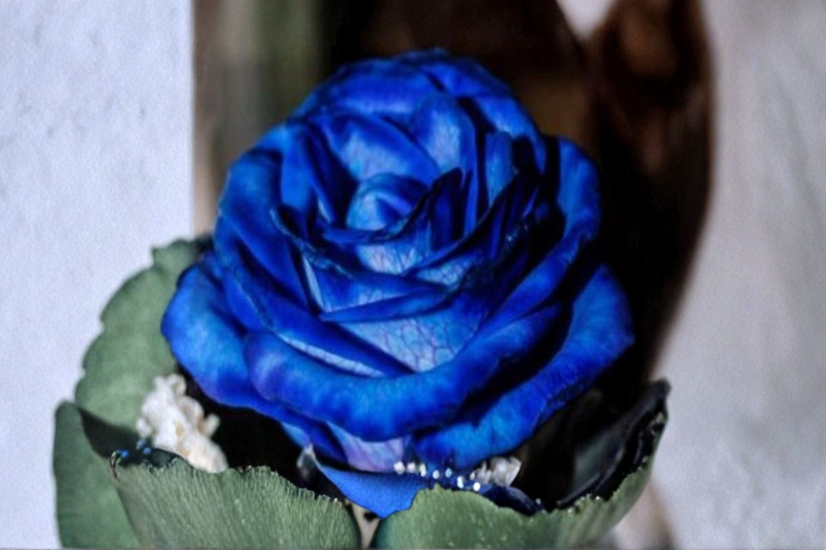 Hampton Blue Rose Seeds 30 Pack - Rare Blue Toned Flowering Shrub for Cottage Gardens & Landscaping