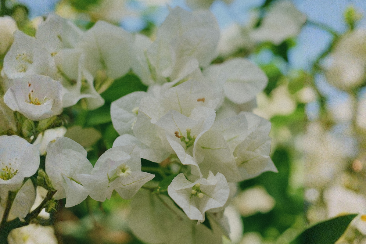 Vera White Bougainvillea Live Starter Plant - Tropical White Flowering Vine in Container