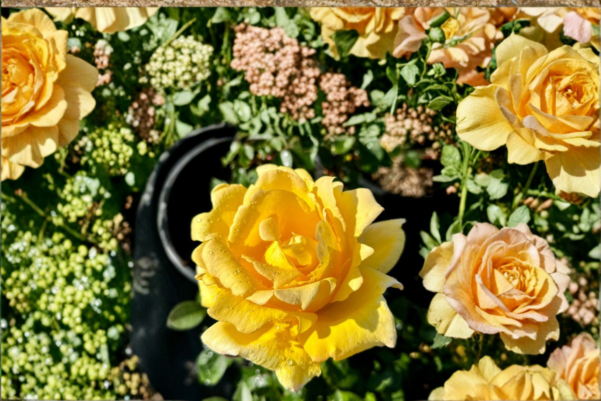 Golden Masterpiece Yellow Rose Bush – 2-Gallon Live Hybrid Tea Rose for Garden Beds & Landscaping
