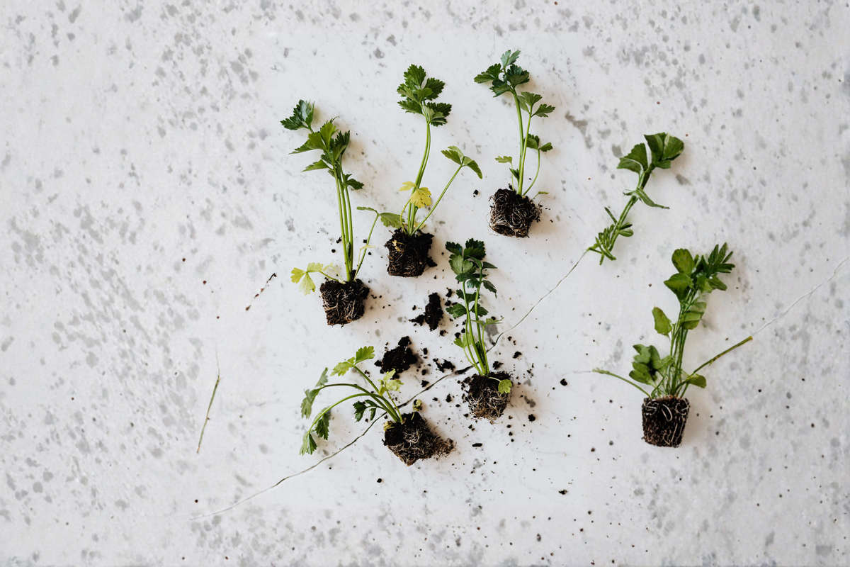 12+ Organic True Celery Bare Root Live Plants – Apium graveolens Young Transplants