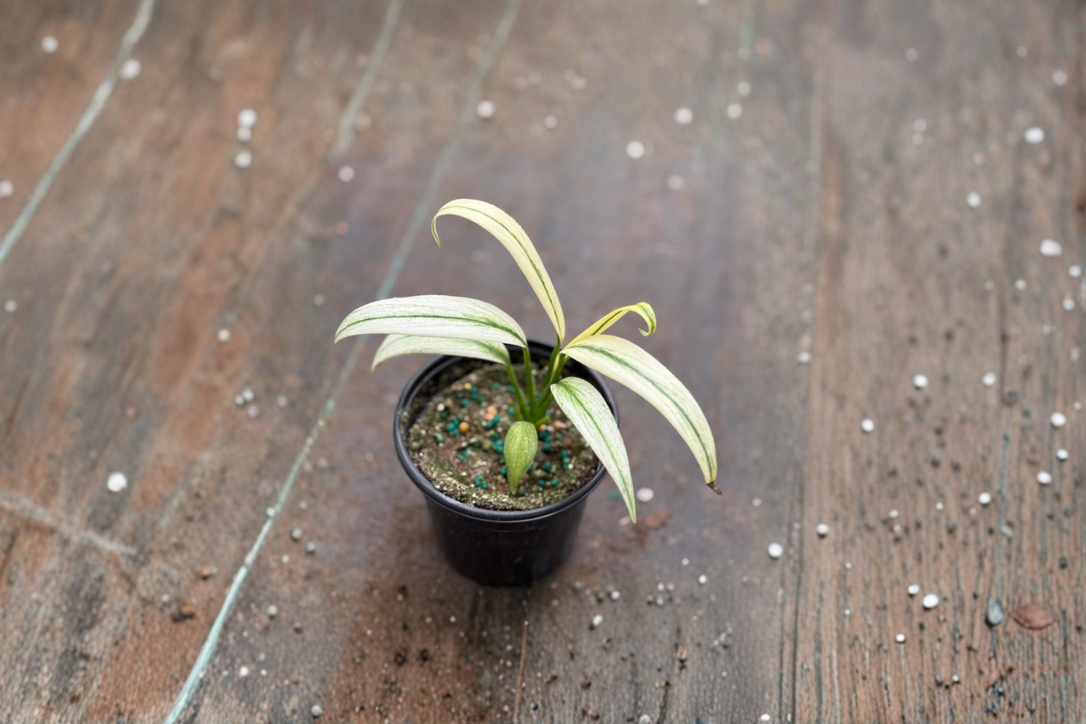 Epipremnum Amplissimum Albo Live Plant Cutting, Variegated Pothos, Indoor Climbing Vine in 3-Inch Pot