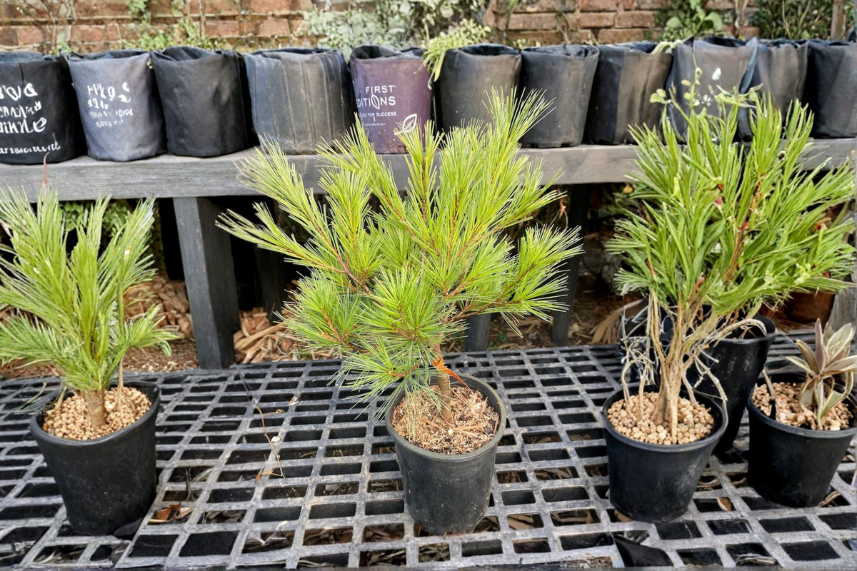 Caboose White Pine Live Plant – 12 Inch Dwarf Evergreen Conifer in 1-Gallon Pot – Pinus strobus ‘Caboose’ for Small Gardens & Containers