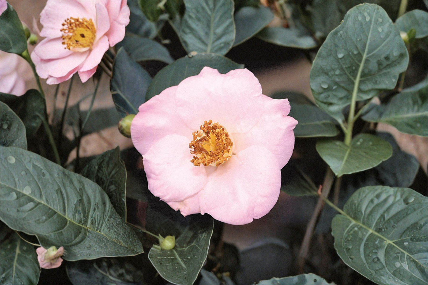 Fall Blooming Camellia ‘Autumn Mist’ Live Plant – Camellia sasanqua Pink White Evergreen Shrub 1 Gallon
