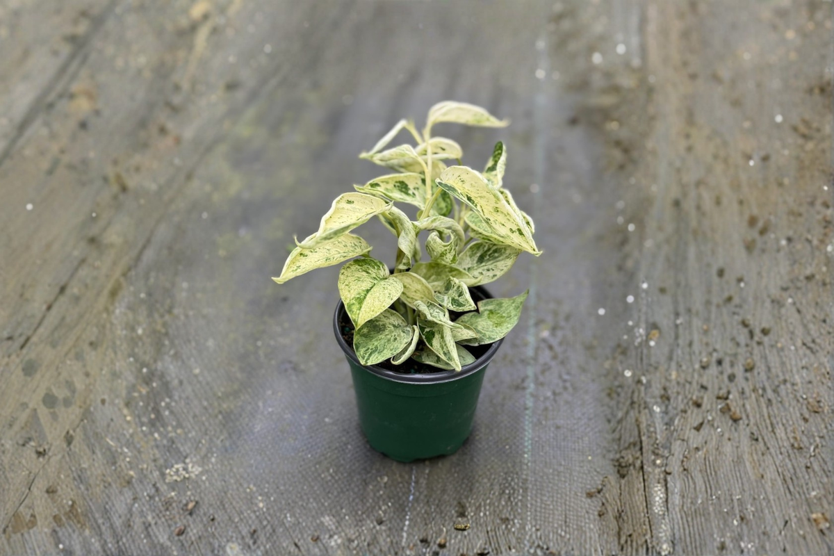 Scindapsus Marble Queen Live Plant, 4-Inch Pot, Satin Pothos, Trailing Houseplant, Indoor Decor, Tropical Foliage