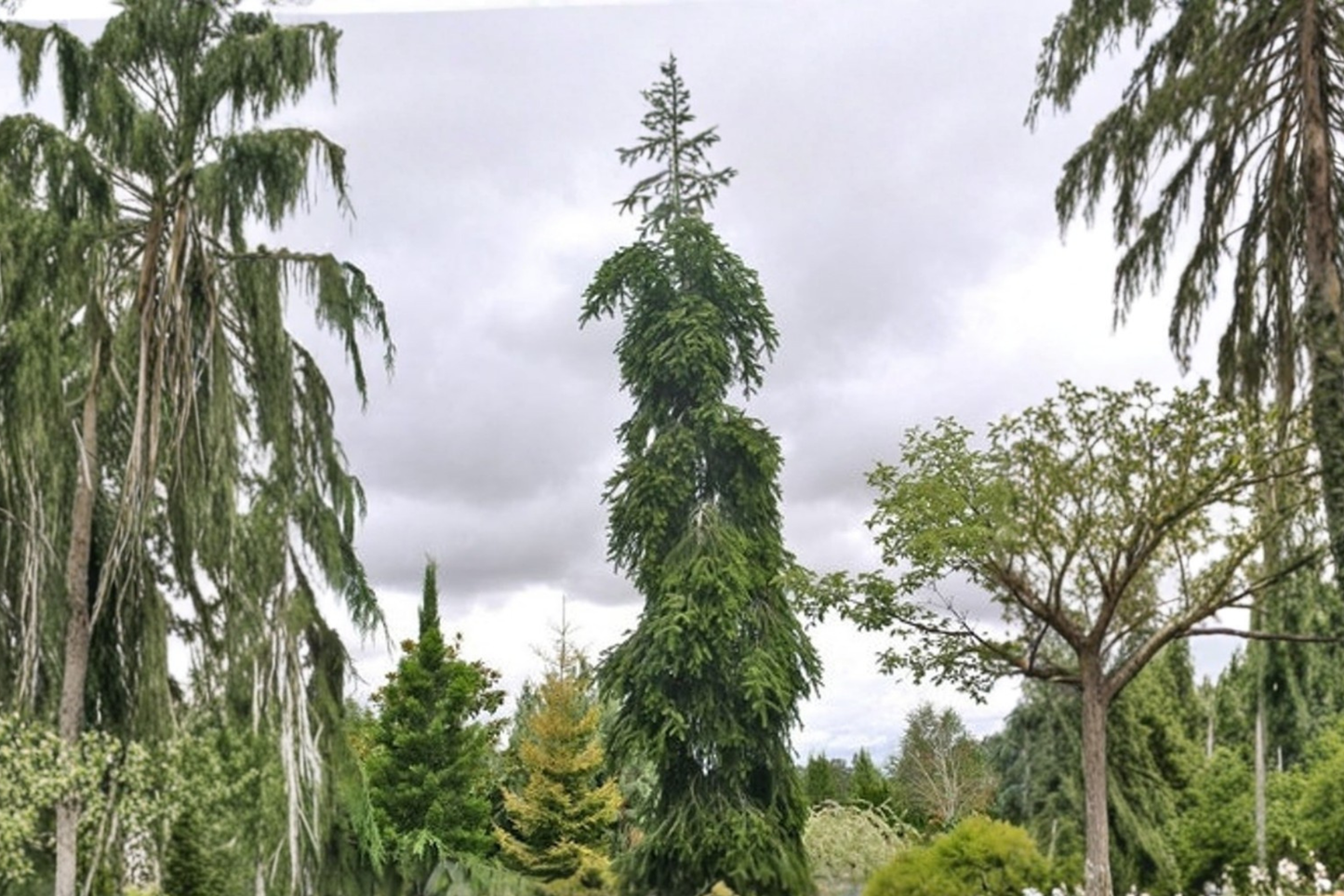 Weeping Nordmann Fir Live Plant, 1 Gallon Pot, Cascading Evergreen Conifer, Abies nordmanniana 'Pendula'