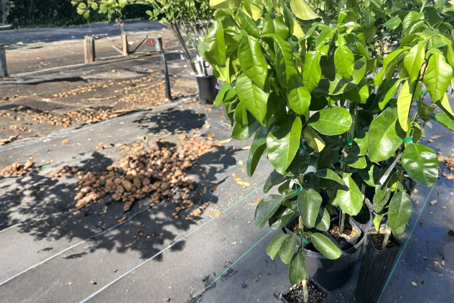 Grafted Pomelo Grapefruit Tree – 3ft Tall White Citrus Fruit Tree for Backyard Garden or Container Growing