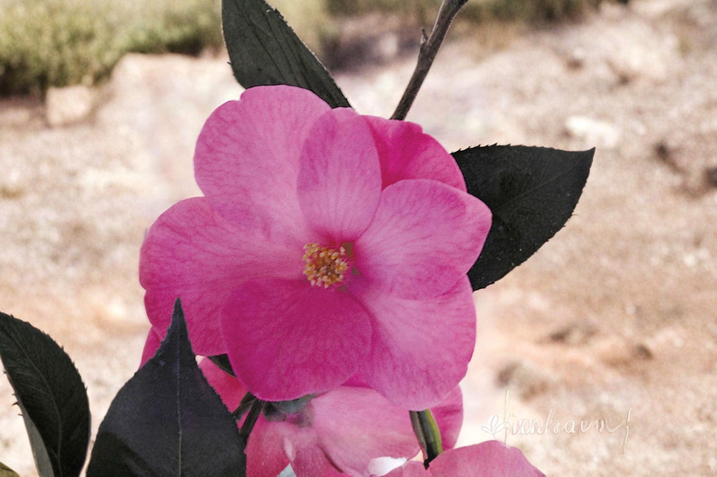 Japanese Camellia ‘Afternoon Delight’ Live Plant – 3 Gallon Pink Flowering Evergreen Shrub, Camellia japonica