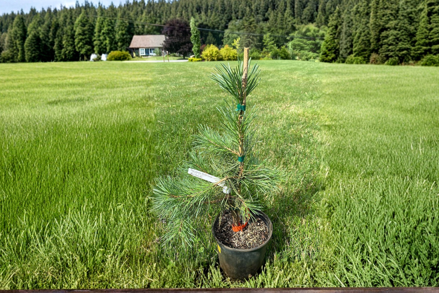 Hillside Creeper Scots Pine Live Plant 1 Gallon Pot – Pinus sylvestris Low-Growing Evergreen Groundcover for Rock Gardens and Slopes