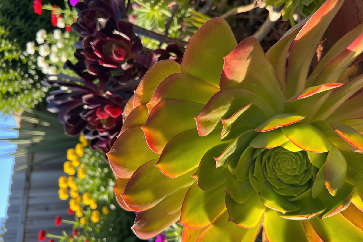 Aeonium 'Cream Tea' Live Cutting – 2 Inch Variegated Succulent for Propagation