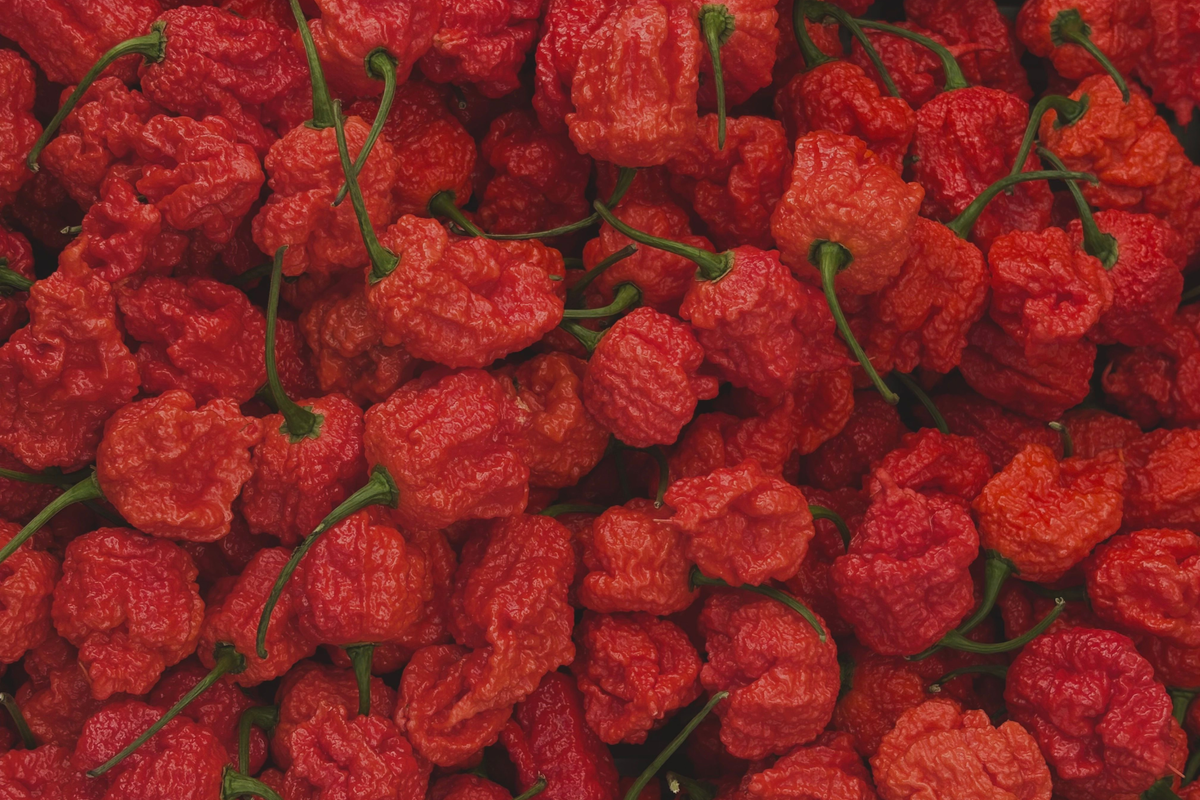 Carolina Reaper Live Pepper Plants - Lot of 3 - 75+ Day Old Capsicum chinense Starters