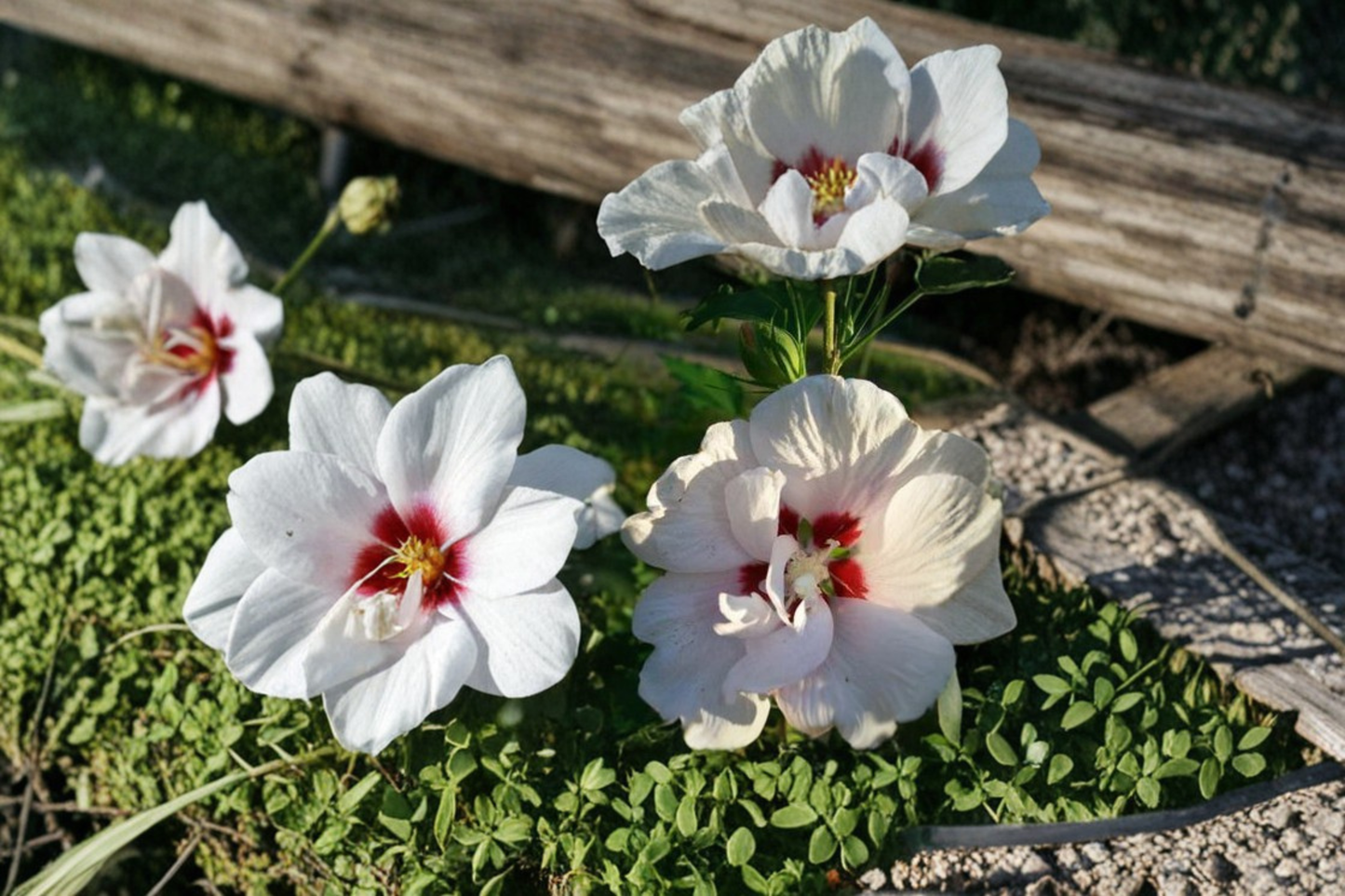 Double White Rose of Sharon Hibiscus syriacus Live Plant, 1 Gallon Flowering Shrub for Garden Borders & Landscaping