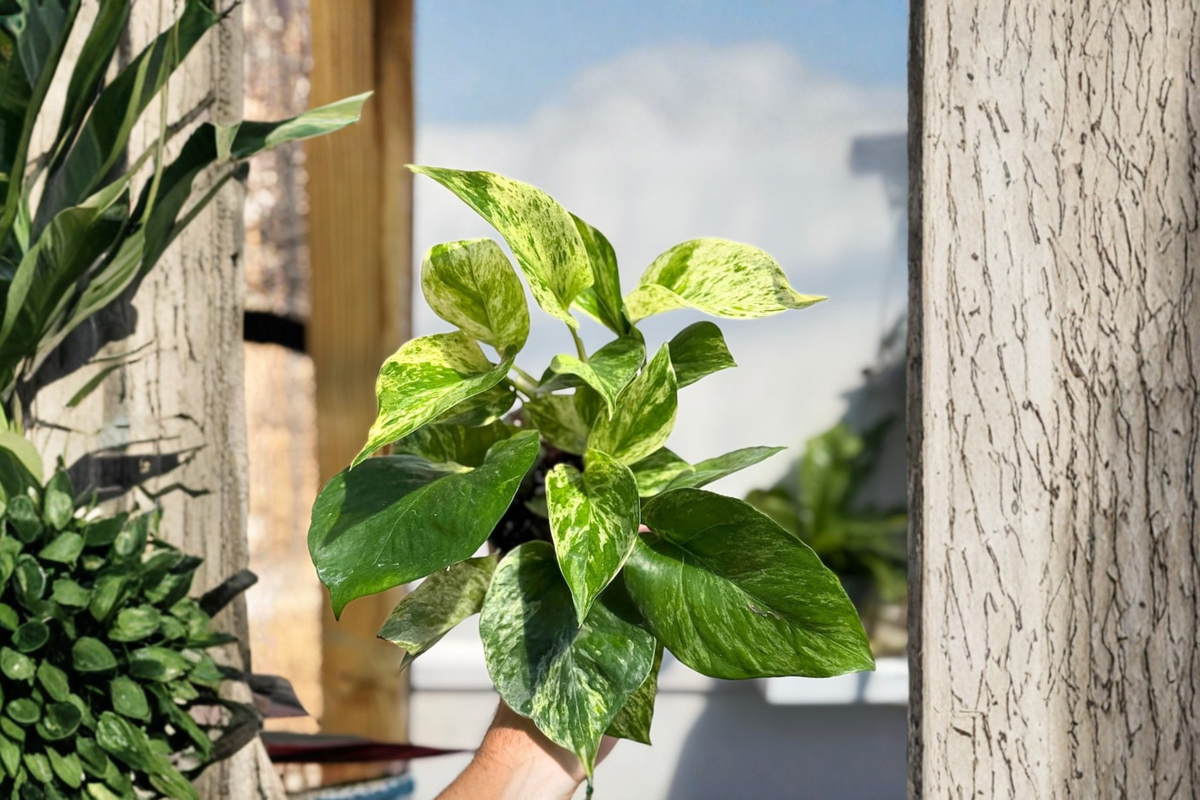 Marble Queen Pothos Live Plant, Variegated Epipremnum aureum Cutting, Indoor Houseplant, Trailing Foliage