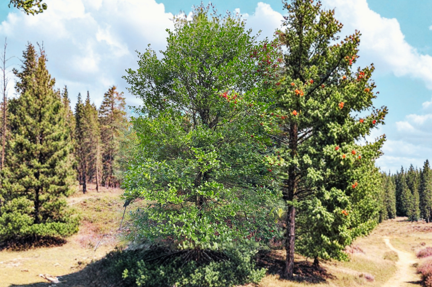 Mary Holman American Holly Live Plant – 12 Inch Ilex opaca Female Evergreen Tree with Red Berries