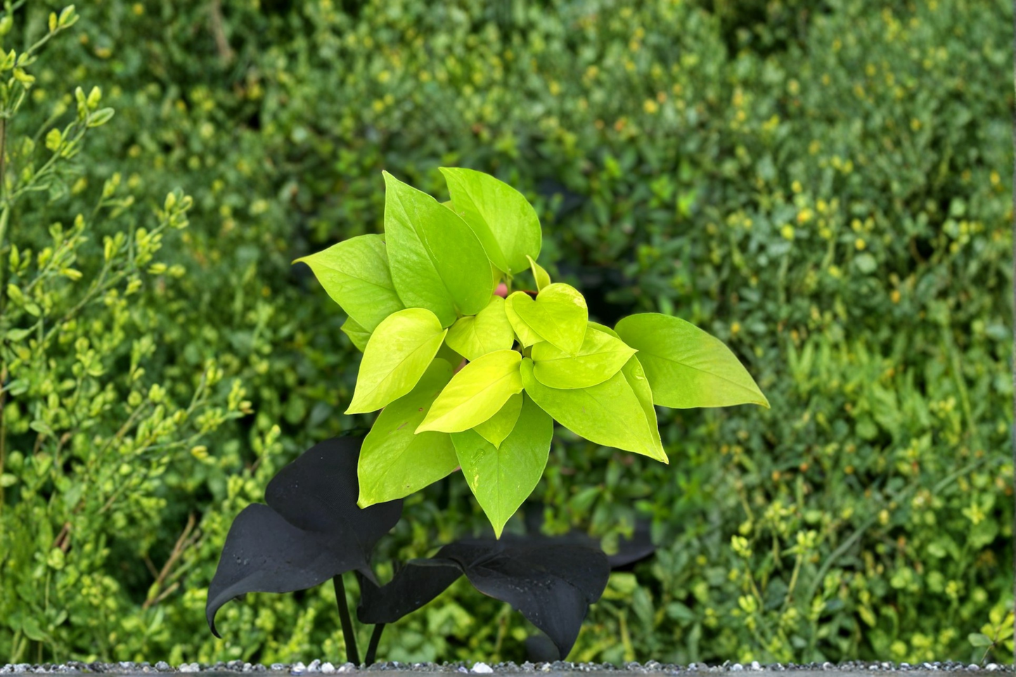 Neon Pothos Live Plant, 4-Inch Rooted Epipremnum Aureum Neon, Trailing Houseplant for Indoor Decor & Gift