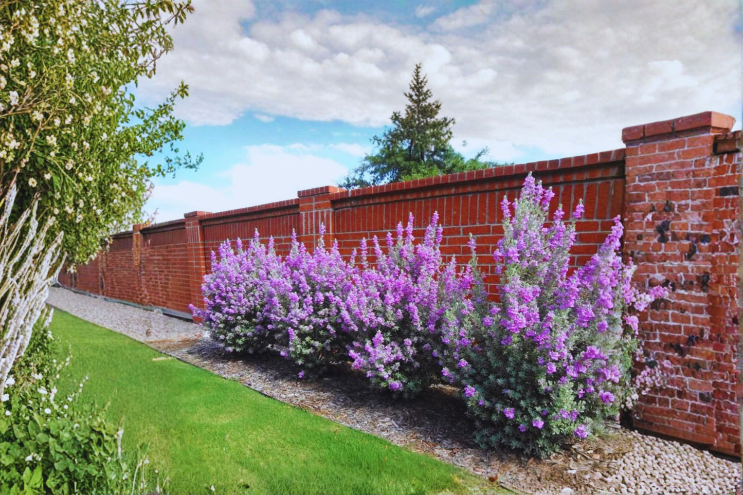 Texas Sage Shrub Live Plant, 3 Gallon, Purple Flowers, Leucophyllum frutescens, Drought Tolerant Landscape Bush, Evergreen Garden Shrub