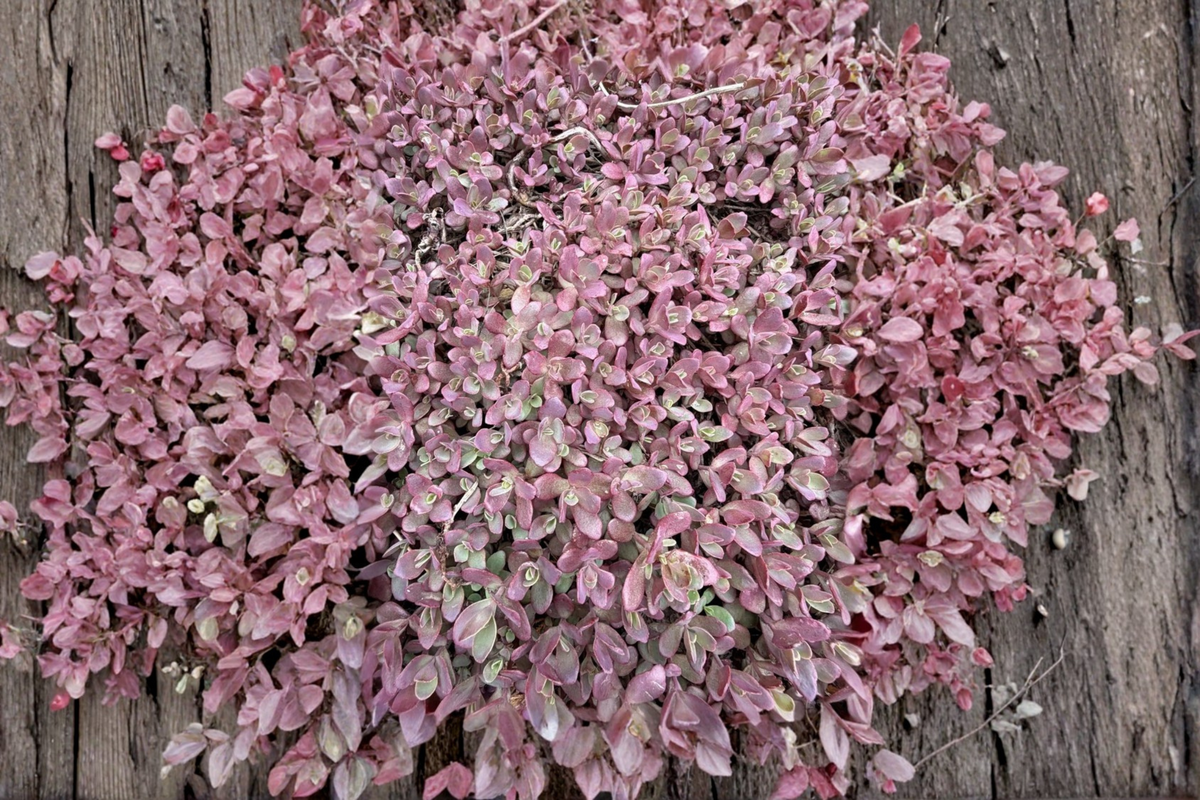 Sedum 'Firecracker' Live Plant – 4 Inch Pot – Perennial Succulent Ground Cover