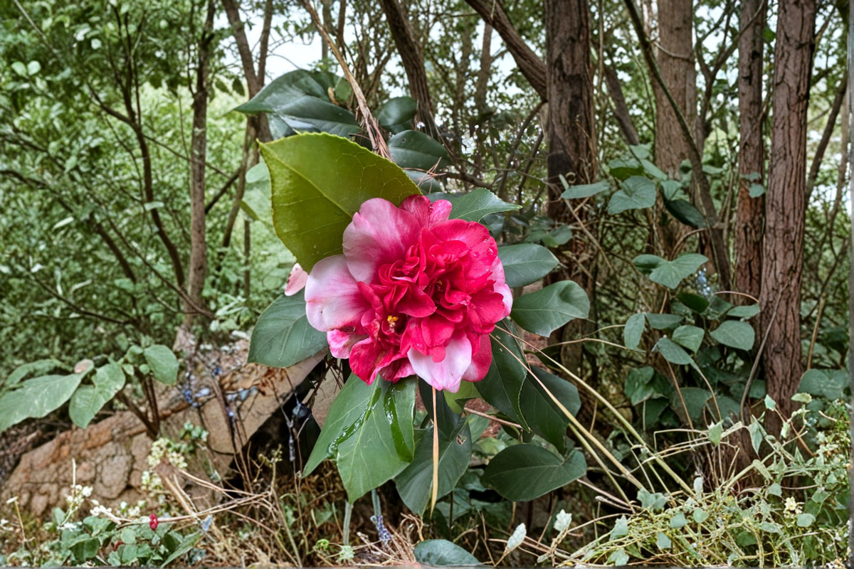 Camellia japonica 'Governor Mouton' Live Plant, Pink & White Variegated Flowers, Evergreen Shrub for Shade Gardens, 3 Gallon Pot