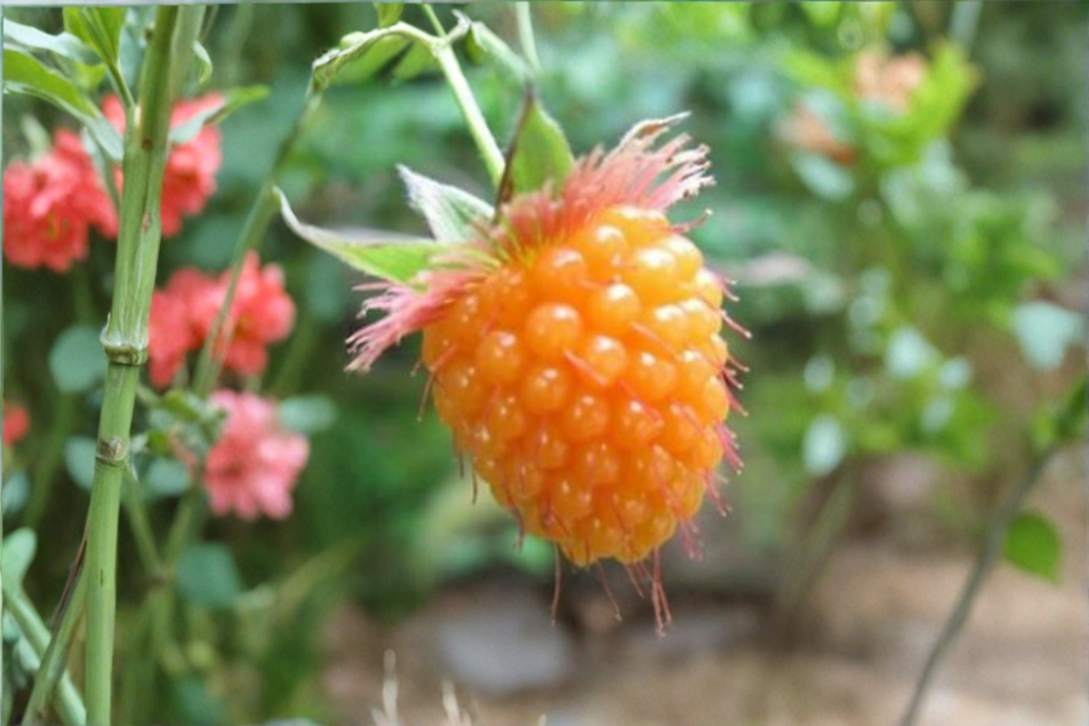 Salmonberry Seeds 50 Pack – Rare Rubus spectabilis Fruit Plant for Berry Garden & Edible Landscaping