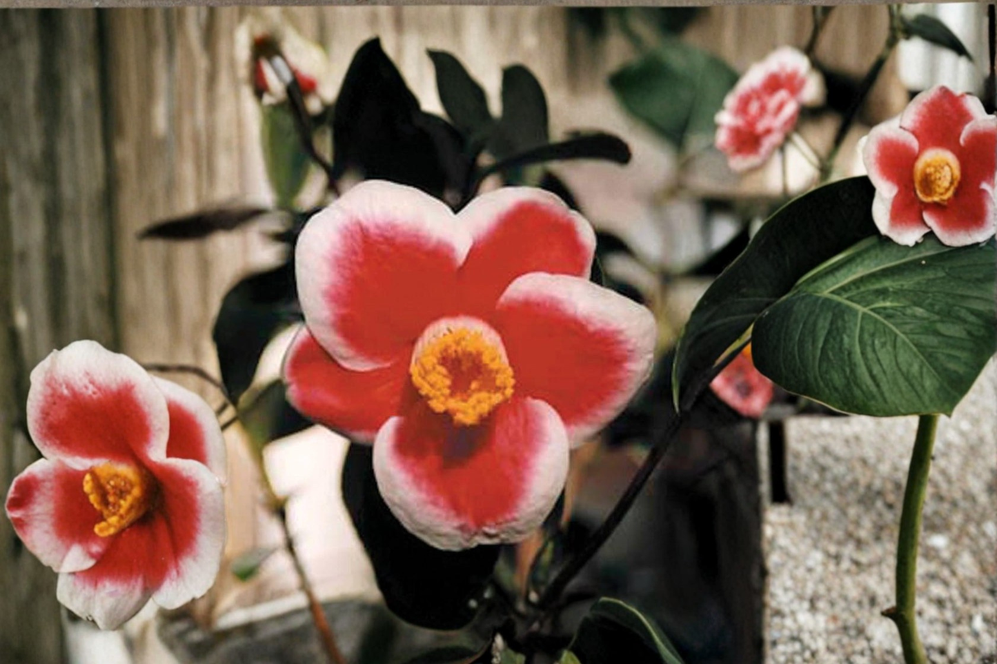 Japanese Camellia ‘Tama No Ura’ 1 Gallon Live Plant – Red White Edged Evergreen Shrub Camellia japonica