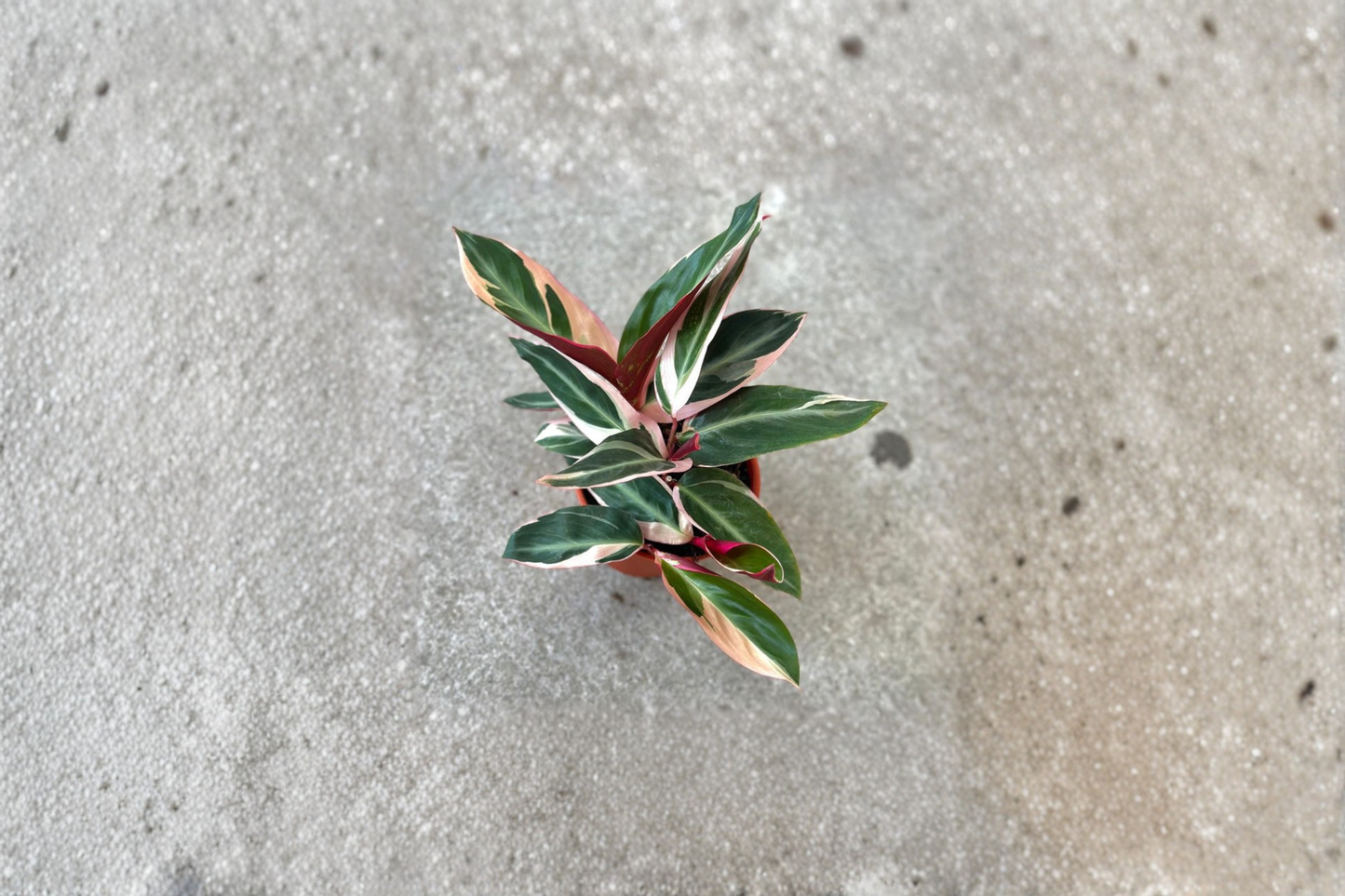 Stromanthe Triostar Live Plant – Variegated Prayer Plant, Tropical Indoor Houseplant, Rooted Decor, Gift