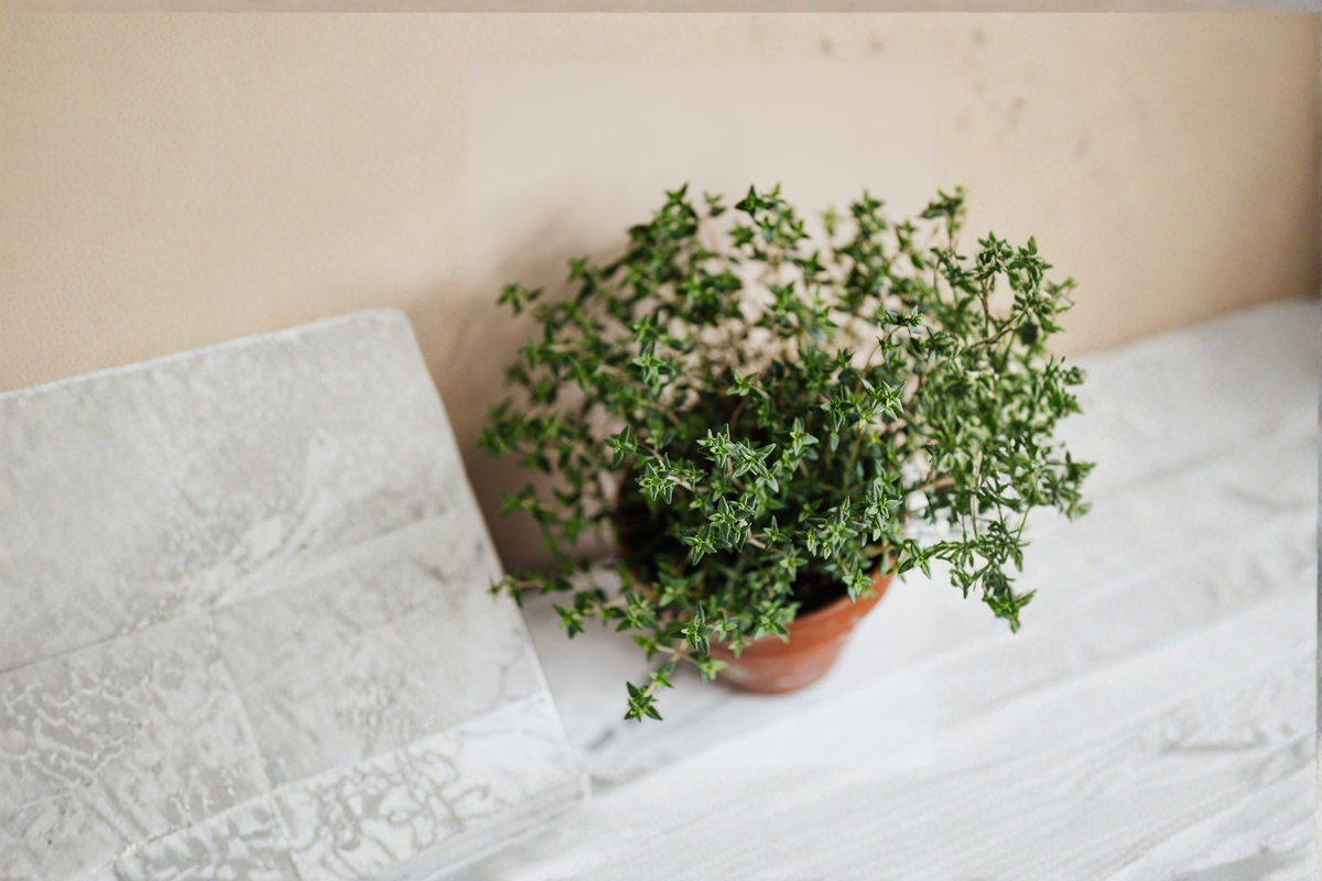 French Thyme Live Herb Plant – Rooted Starter, Culinary, Perennial, Thymus vulgaris