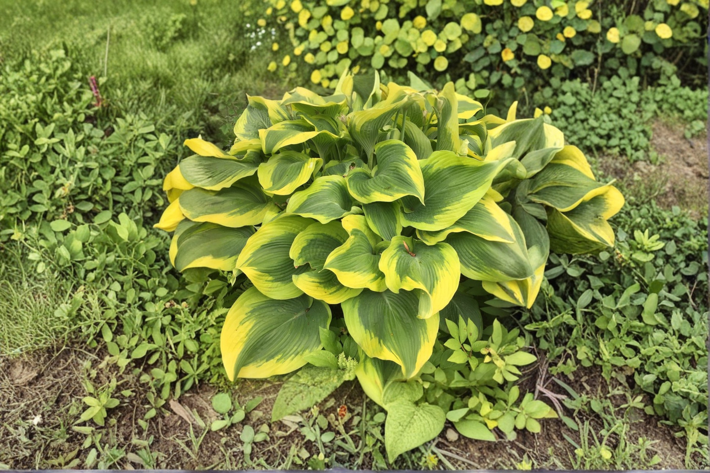Hosta Atlantis 3-Inch Pot Variegated Shade Perennial Green Yellow Foliage Garden Starter Plant