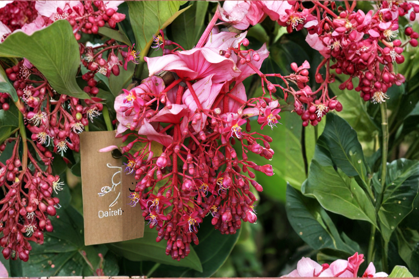Medinilla myriantha Live Starter Plant in Pot – Malaysian Orchid Grapes