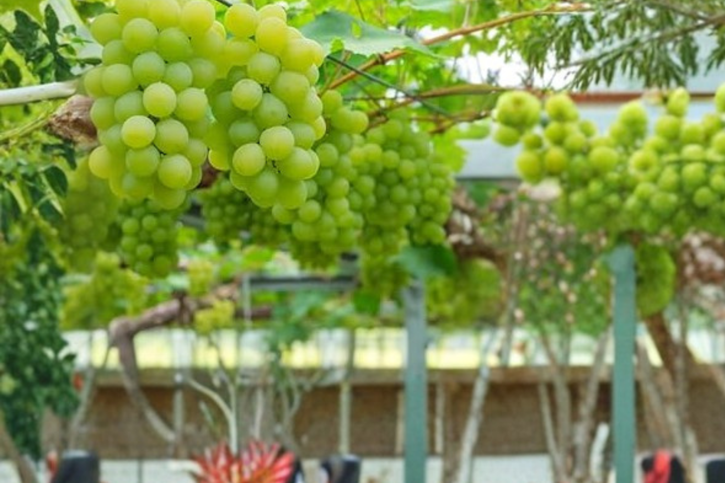 White Muscat Grape Vine Live Plant – 4–6 Ft Vitis vinifera Climbing Fruit Vine for Garden Trellis & Vineyard