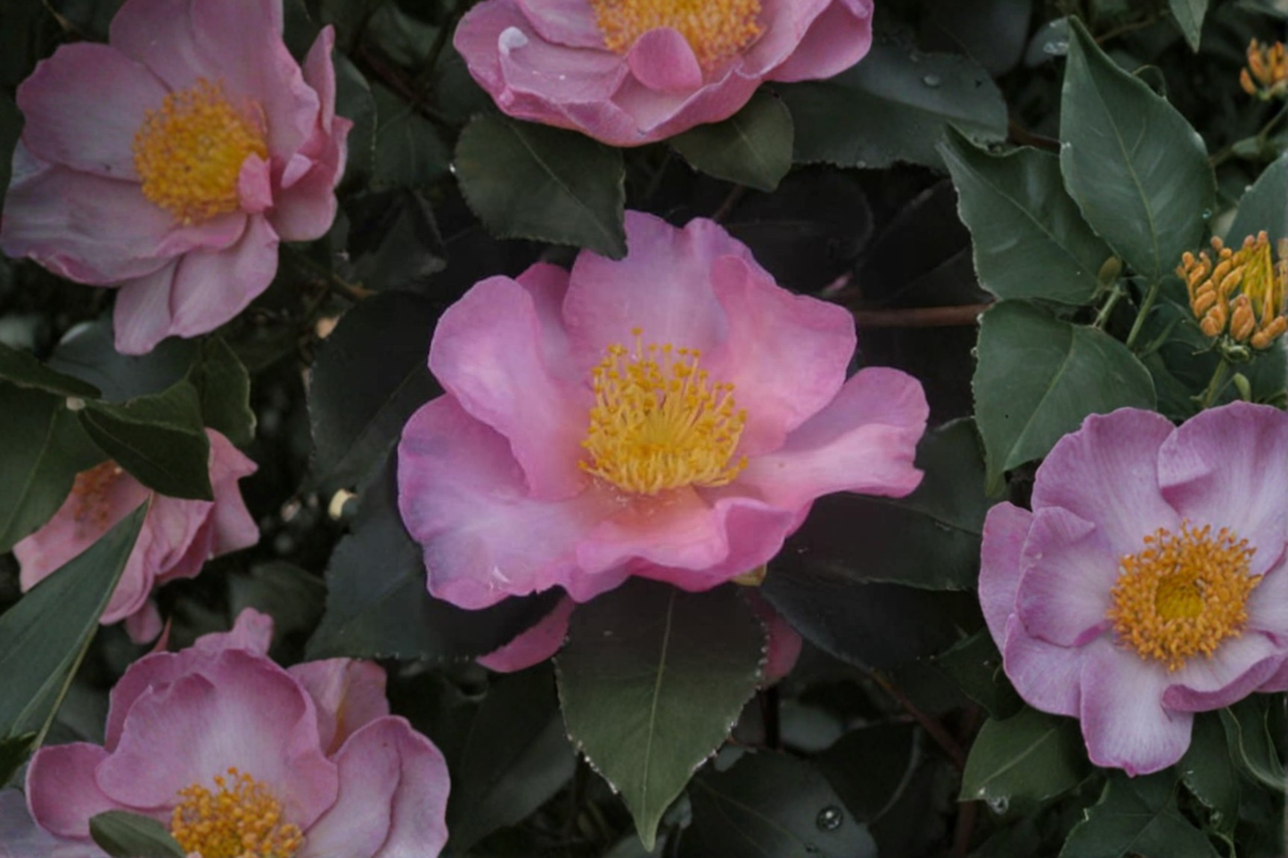 Long Island Pink Camellia Live Plant – 1 Gallon, Pink Fall Blooms, Evergreen Shrub, Camellia sasanqua, Zone 6 Garden Plant