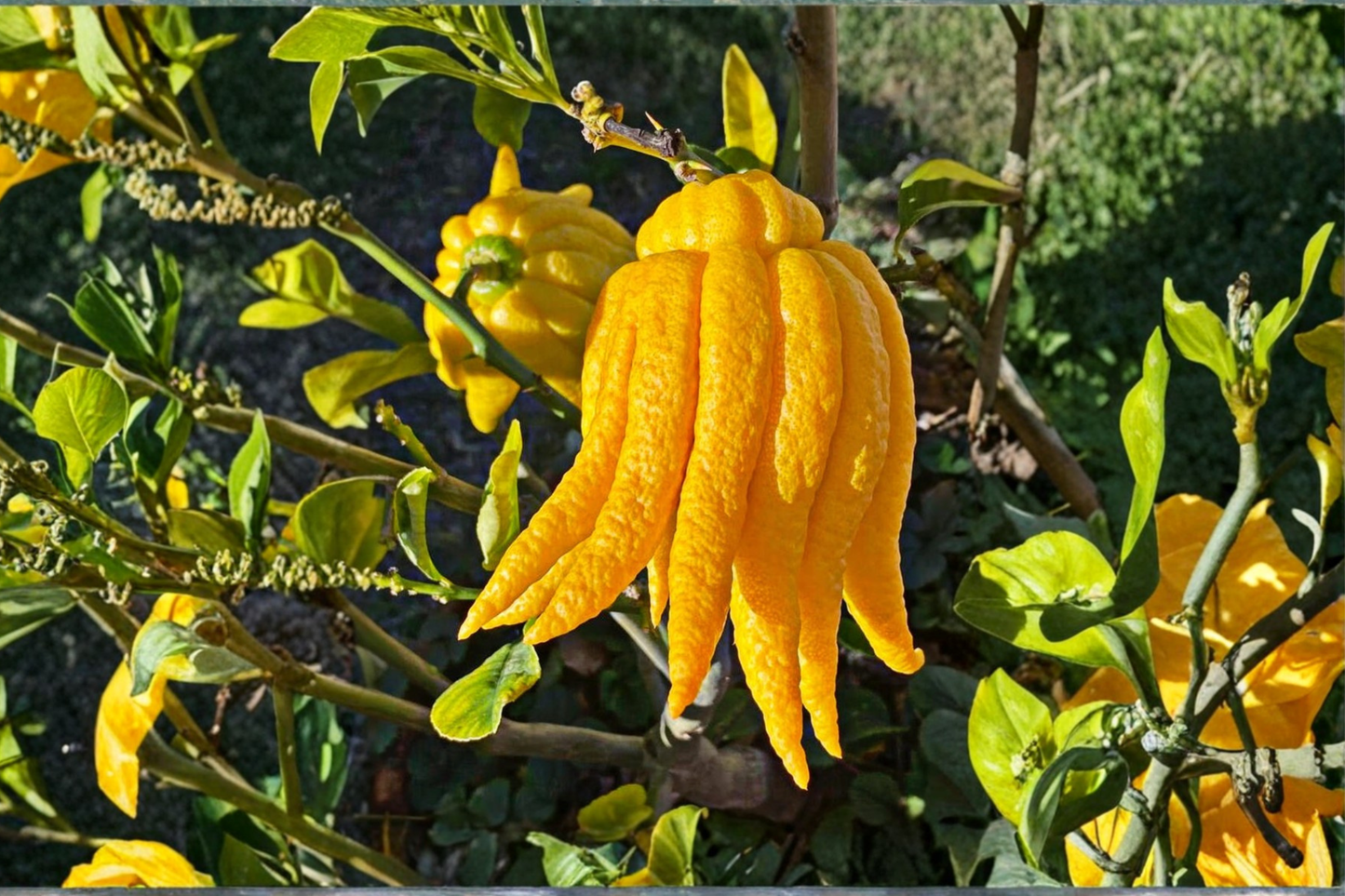 Grafted Buddha’s Hand Citron Tree – Live Citrus Plant, 2ft Tall, Fingered Fruit, Tropical Garden, No Shipping to California