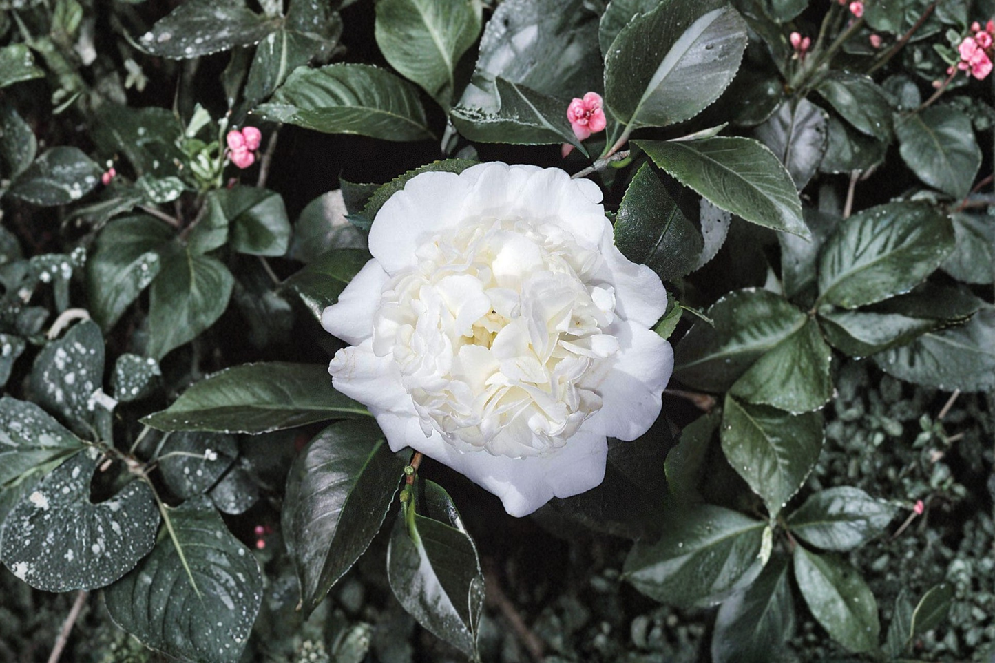 Japanese Camellia ‘Snow Chan’ Live Plant – 1 Gallon White Flowering Evergreen Shrub for Shade Gardens