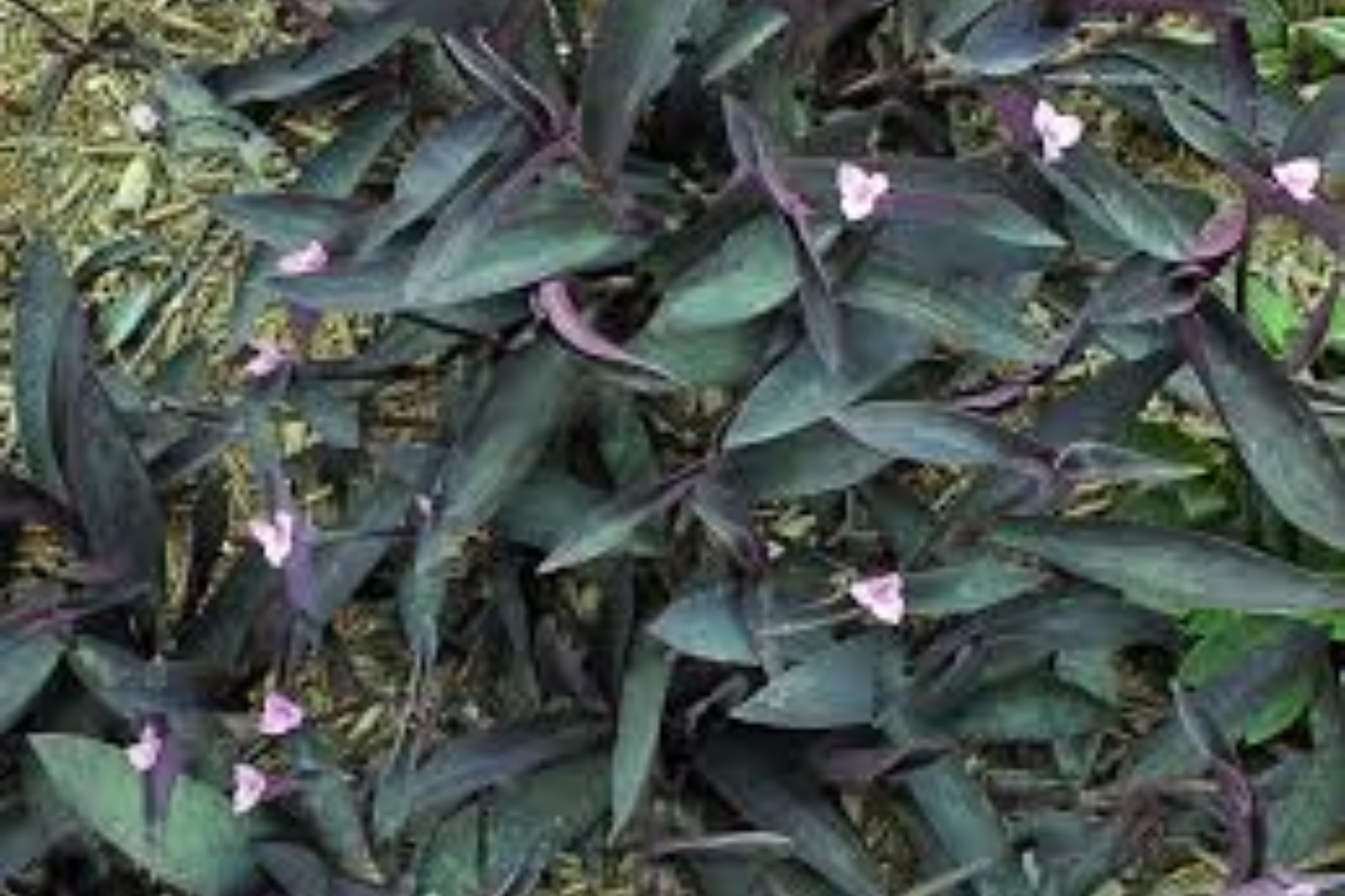 Baby Fuzzy Bunny Bellies Live Houseplant in 6 Inch Hanging Pot – Tradescantia pallida