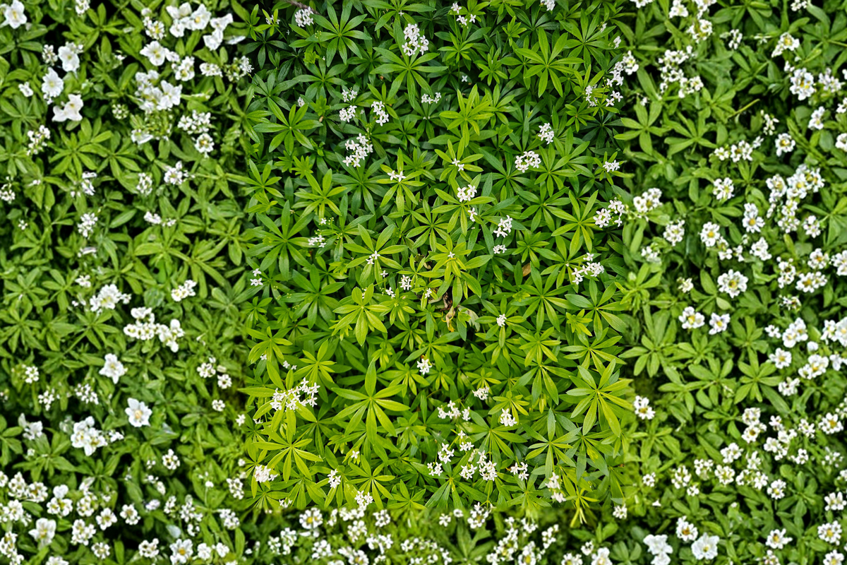 Sweet Woodruff Live Plant | Ground Cover Herb | Galium odoratum | Organic Starter Plant for Shade Gardens