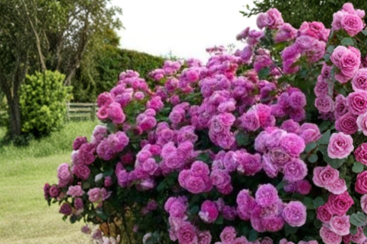 Pink Climbing Rose Seeds, Ornamental Flower Vine, Rosa spp., Trellis & Garden Plant, 20 Seeds