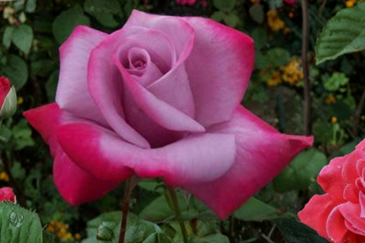 Purple Red Rose Seeds – Bi-Color Flower Seeds for Garden Planting, Ornamental Bush, 20 Seeds, Rosa Hybrid