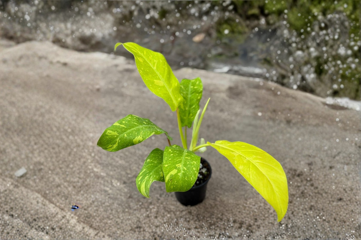Philodendron Golden Goddess Variegated Live Plant – Tropical Houseplant in 3-Inch Pot, Bright Indirect Light, Climbing Foliage
