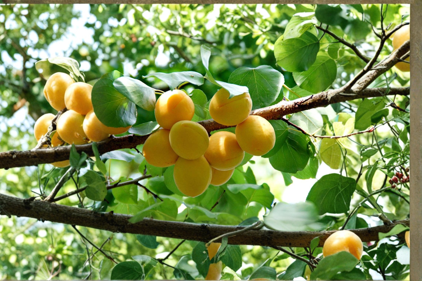 Gold Kist Apricot Tree 4-6 Ft Live Fruit Tree, Sweet Orange Apricots, Prunus armeniaca, Backyard Orchard Plant