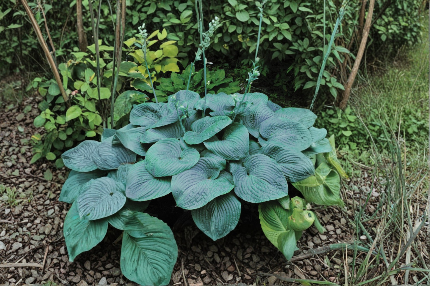 Blue Angel Hosta Plant in 3-Inch Pot, Shade Perennial with Large Blue-Green Foliage