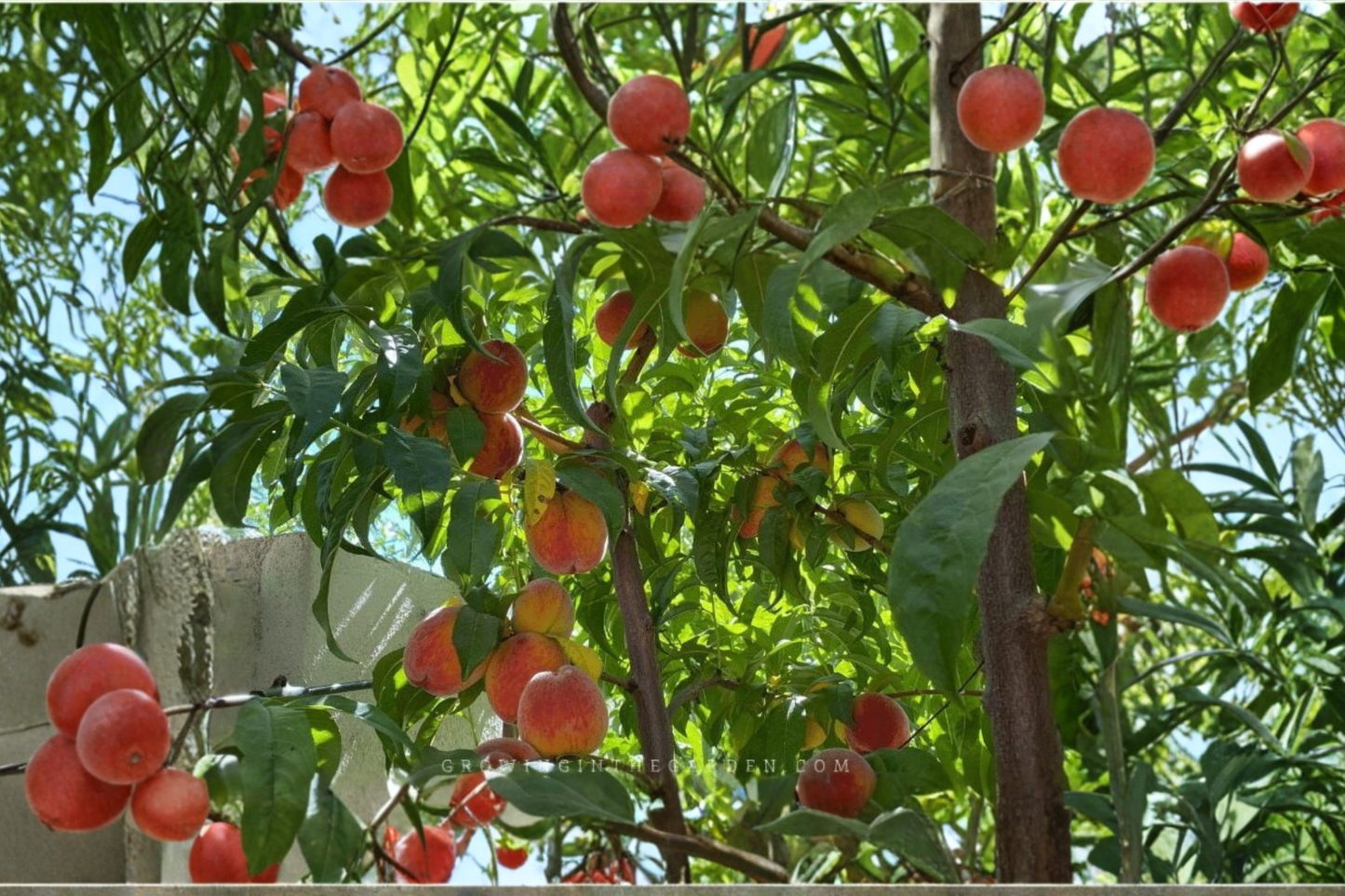 Redskin Peach Tree Live Plant – 4–6 Ft Deciduous Fruit Tree, Sweet Peaches, Prunus persica for Garden & Orchard