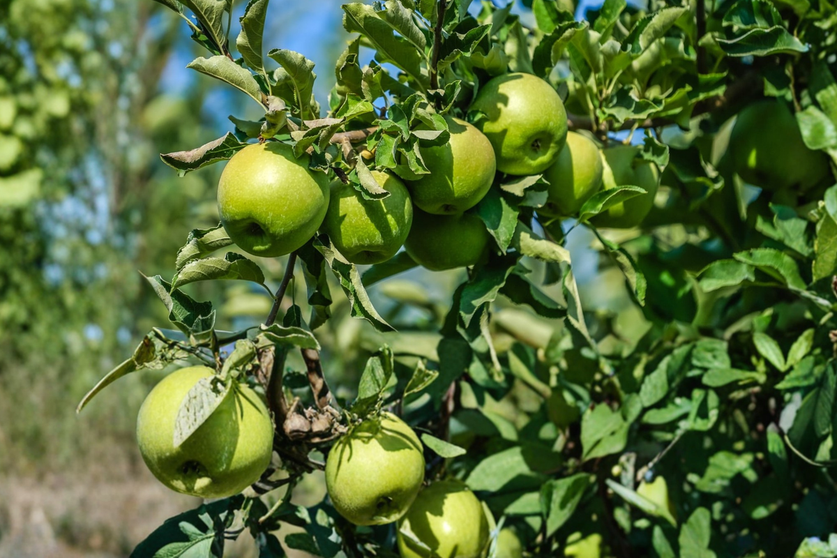 Granny Smith Apple Tree 4–6 ft Live Green Apple Fruit Tree for Outdoor Garden, Malus domestica
