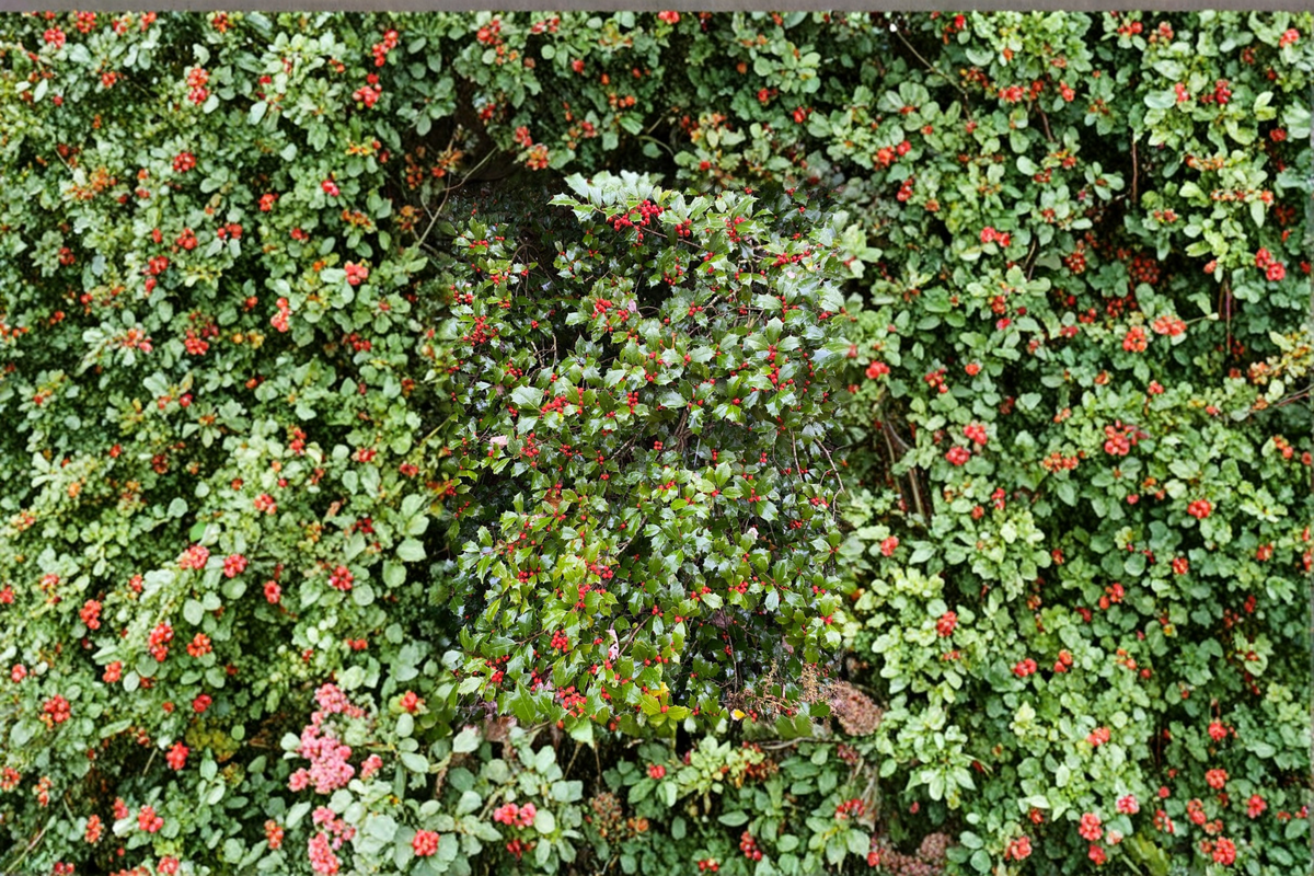Merry Christmas American Holly Live Plant 12 Inch Ilex opaca Evergreen Tree with Red Berries Landscape Shrub